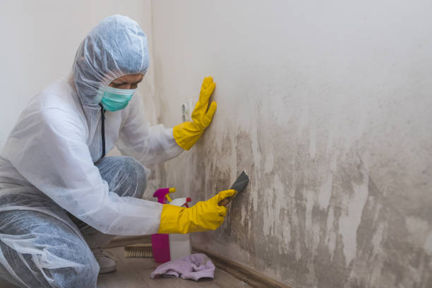 Best Attic Mold Remediation in Palm Springs, FL