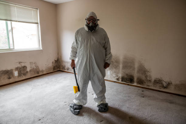 Best White Mold Remediation in Palm Springs, FL